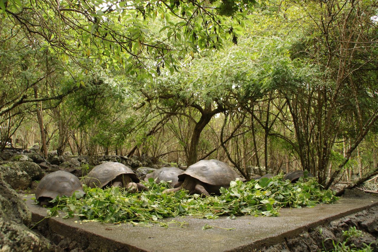 Floreana Lava Lodge Пуэрто-Веласко-Ибарра Экстерьер фото